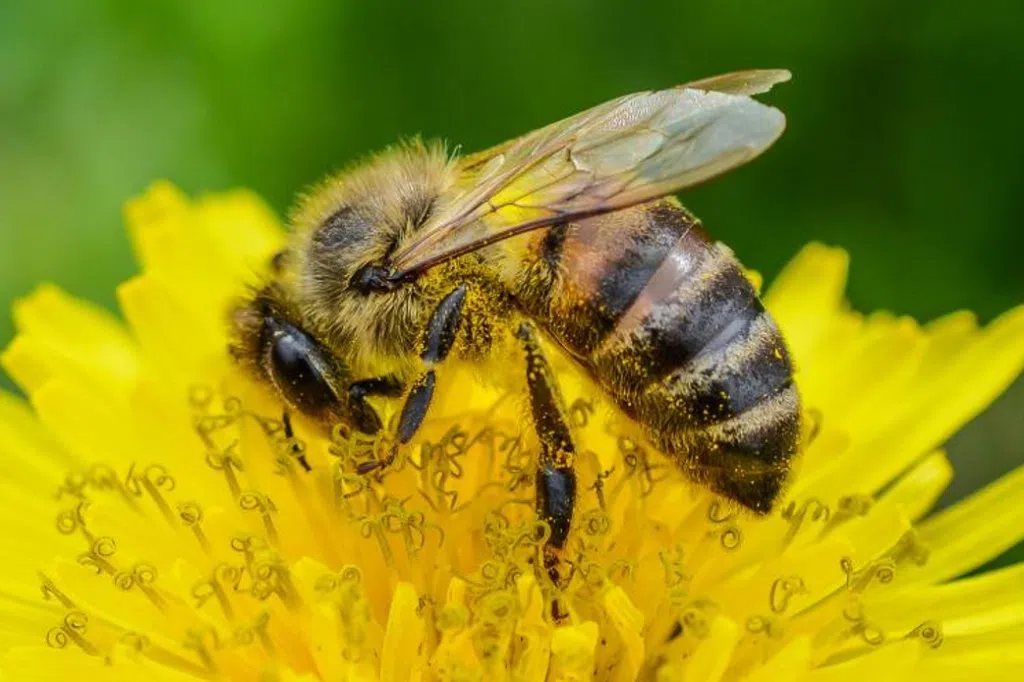 Uma pomada feita a partir da própolis vermelha pode representar um avanço na cicatrização rápida de queimaduras. Um estudo da Faculdade de Zootecnia e Engenhari