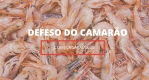 Defeso do Camarão começa no próximo sábado, 28