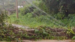 Frente fria traz chuva de 67,7 mm e ventos de 61 km derrubam árvores em São Sebastião