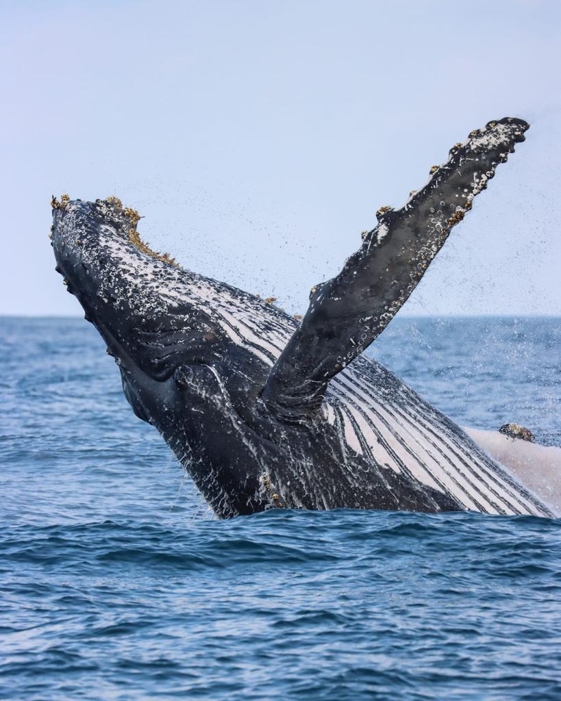 Encante-se com a Grandeza dos Gigantes Marinhos: Temporada de Avistamento de Baleias no Litoral Norte de São Paulo