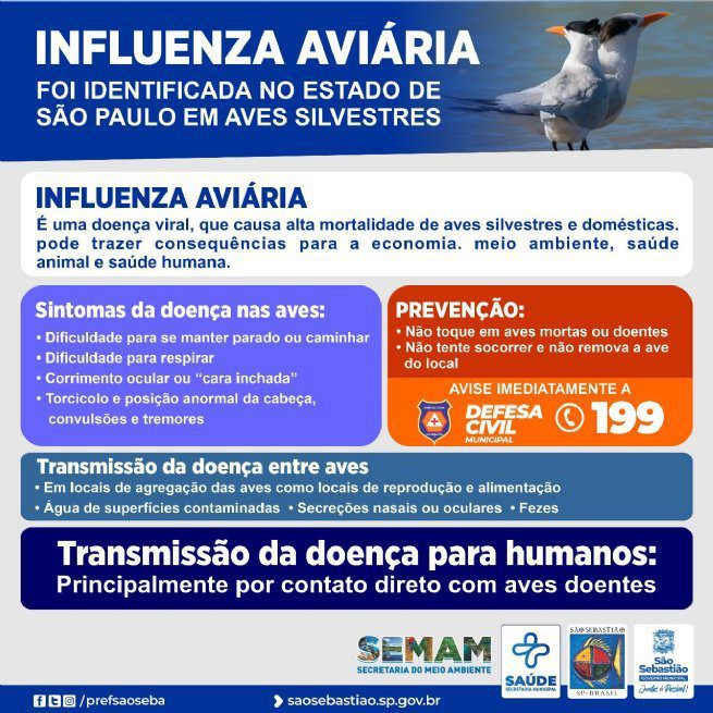Prefeitura de São Sebastião alerta moradores sobre procedimentos ao encontrar ave com suspeita de gripe aviária