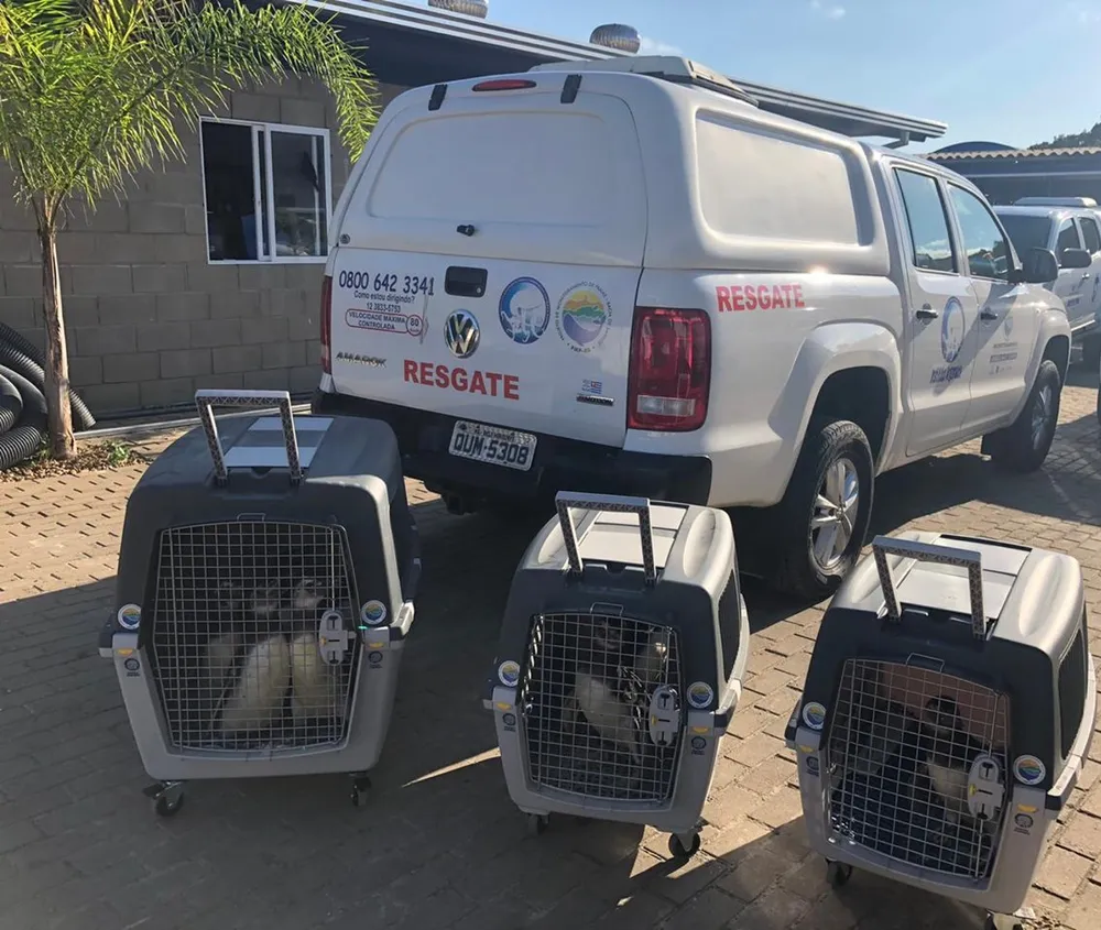 Por que os pinguins-de-magalhães migram para o litoral de São Paulo todos os anos?