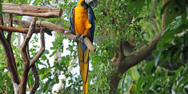 Cresce o número de animais feridos por linhas de pipa