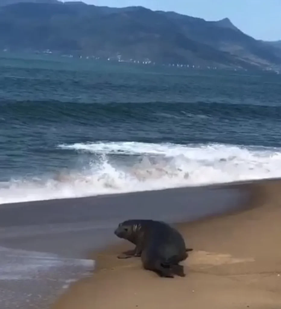 Foca em Caraguatatuba, animal foi visto na praia do Capricórnio descansando.
