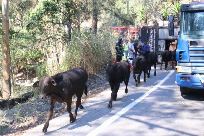 Trânsito na rodovia SP-055 é liberado após remoção de carreta