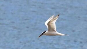 Ubatuba tem 5 casos de gripe aviária com novas confirmações