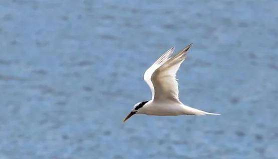 Ubatuba tem 5 casos de gripe aviária com novas confirmações