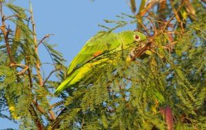 Área do Porto de São Sebastião é pouso seguro para aves ameaçadas de extinção