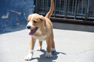 Ilhabela alerta para cuidados com animais de estimação em meio à onda de calor