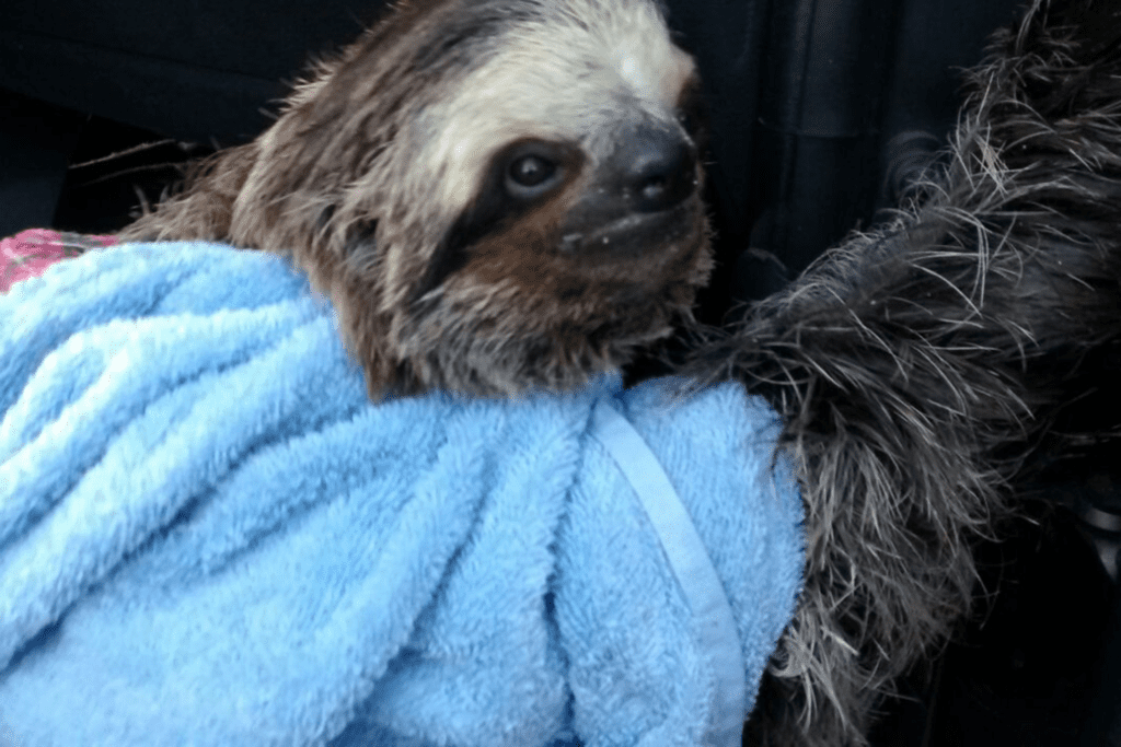 Bicho-preguiça é salvo do afogamento por bombeiros em Ubatuba