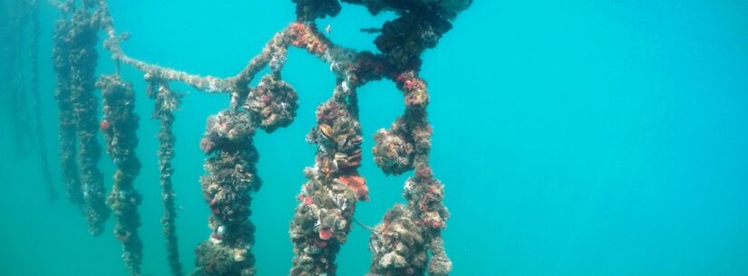 Estado liberou a comercialização e o consumo de mexilhão em Caraguatatuba, após laudo negativo da coleta de material realizada em 18 de dezembro na Praia da Cocanha, não sendo encontrada a presença de microalgas marinhas da espécie Pseudo-nitzschia.