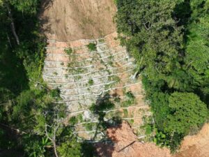 Governo de SP conclui primeira etapa da recuperação florestal em São Sebastião