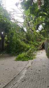 Árvore cai e causa apagão em rua de Ilhabela