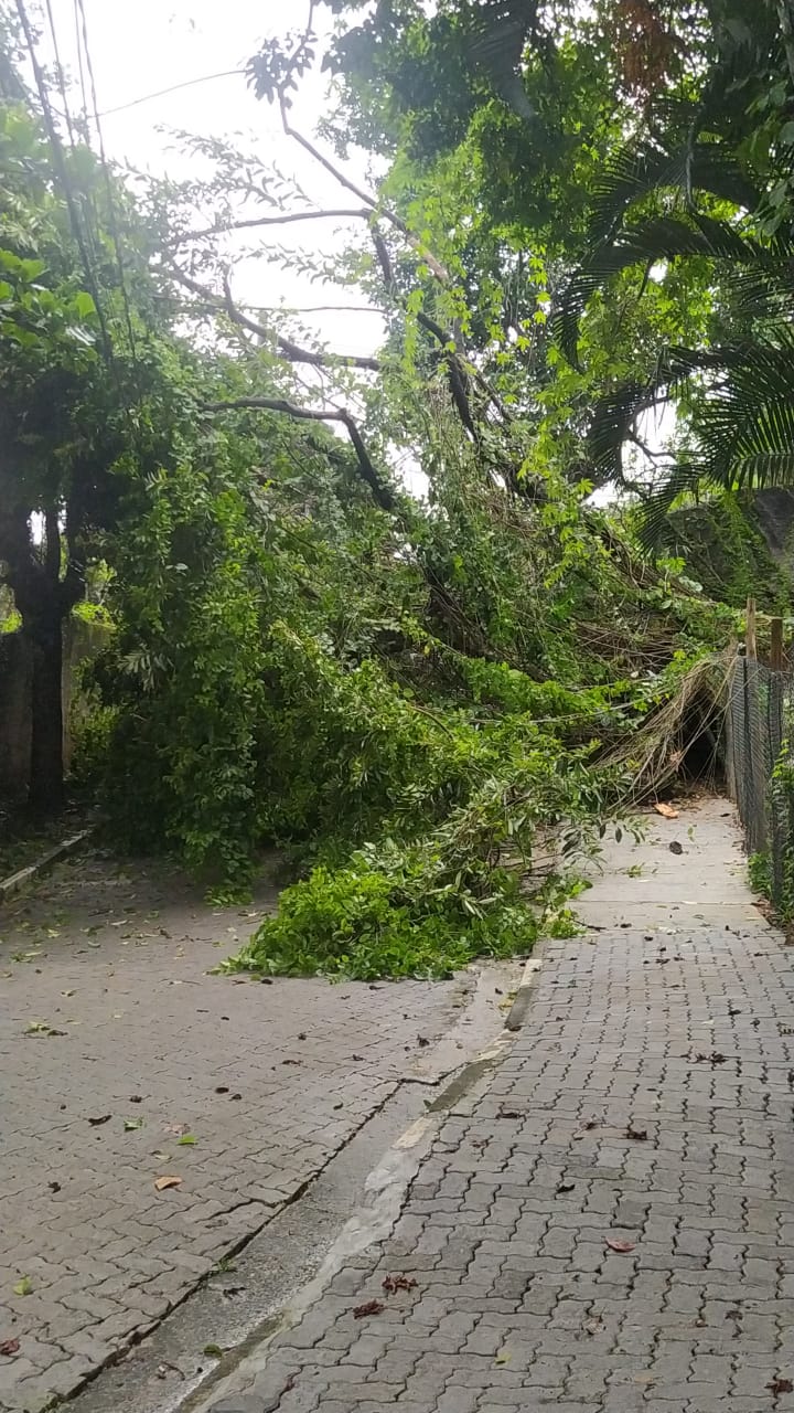 Um incidente envolvendo uma árvore causou um apagão em uma rua em Ilhabela na tarde deste domingo (21). Segundo a Defesa Civil, uma árvore caiu na Rua José Joaquim da Silva e estourou o transformador, deixando os moradores sem energia elétrica.