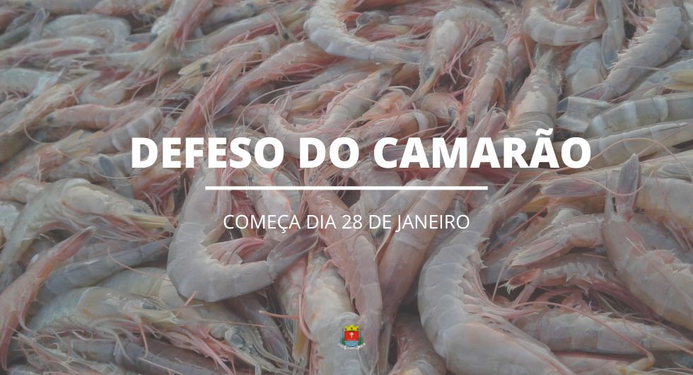 No próximo domingo, 28, tem início o período de defeso do crustáceo, período em que fica proibida a pesca de arrasto com tração motorizada de espécies de camarão como rosa, sete-barbas, branco, santana ou vermelho e barba-ruça.