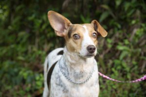 O Centro de Referência Animal (CRA) voltou a aplicar a vacina antirrábica, que protege contra a raiva, cães e gatos a partir dos quatro meses. A imunização é realizada apenas com agendamento e os animais devem estar saudáveis.