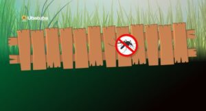 Proprietários são responsáveis por limpeza de terrenos e construção de muros