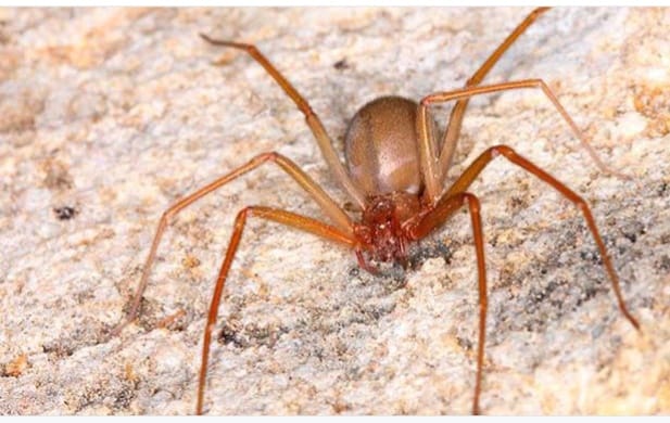 Desmistificando a "Infestação de Aranha Marrom em Ilhabela e São Sebastião"