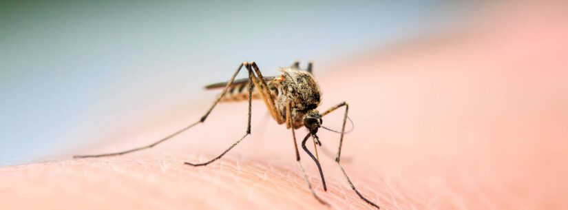 Caraguatatuba investiga três mortes suspeitas por dengue. Pacientes com comorbidades graves estão sob investigação do Instituto Adolfo Lutz.