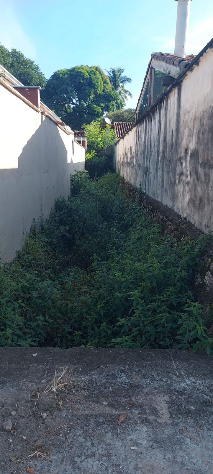 Saiba como o poder público tem sido criticado por descaso na epidemia de dengue em Ilhabela e as medidas necessárias para combater o problema.