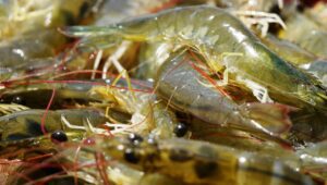 Maio dá início a temporada de Pesca de Camarão e dia 6 tem festa no Mercado de Peixe de Ubatuba