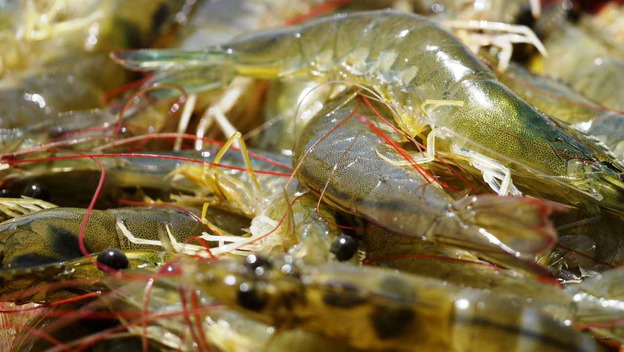 Maio dá início a temporada de Pesca de Camarão e dia 6 tem festa no Mercado de Peixe de Ubatuba