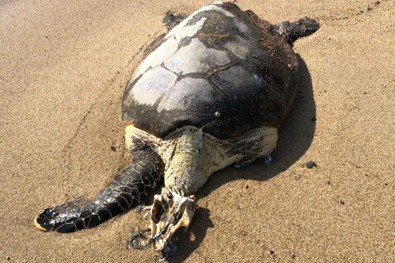 Tartaruga marinha é encontrada sem vida nos arredores do Shopping do Perequê em Ilhabela