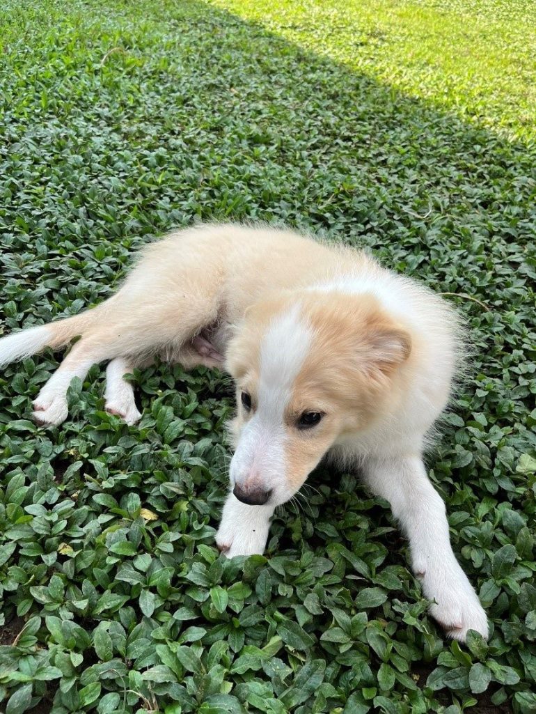 Conheça o Projeto Cão Terapia da APAE de Ubatuba. Uma iniciativa inovadora para implementar terapia assistida com cães na instituição.