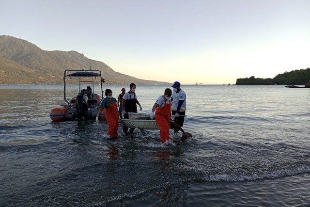 Golfinho-boto-cinza encalha em área de difícil acesso em Ilhabela: saiba como Instituto Argonauta e Defesa Civil resgataram o animal.