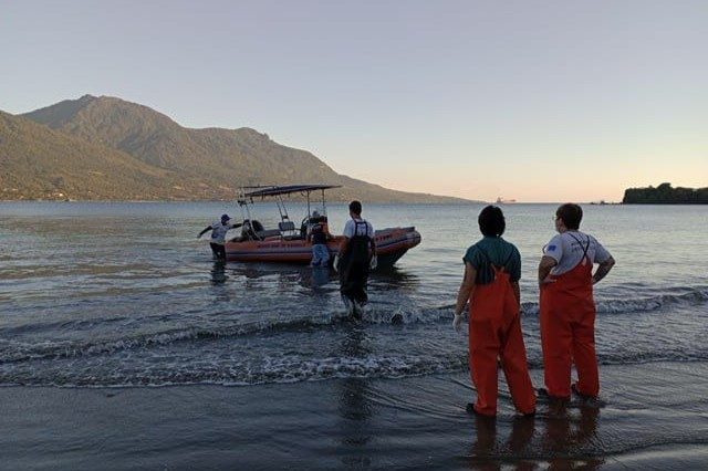 Golfinho-boto-cinza encalha em área de difícil acesso em Ilhabela: saiba como Instituto Argonauta e Defesa Civil resgataram o animal.