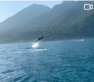 Golfinhos encantam turistas durante passeio de barco em Ilhabela. Imagens incríveis mostram saltos e acrobacias dos animais.