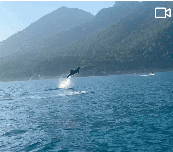 Golfinhos encantam turistas durante passeio de barco em Ilhabela. Imagens incríveis mostram saltos e acrobacias dos animais.