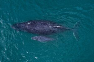 Ilhabela anuncia abertura da temporada de observação de Baleias e Golfinhos