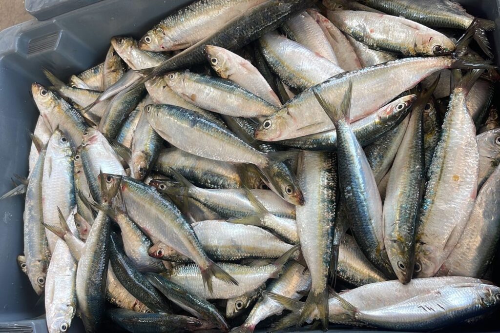 Prefeitura de Ilhabela divulga programação do 12° Festival da Sardinha de Ilhabela no feriado de Corpus Christi