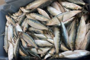 Ilhabela divulga programação do 12° Festival da Sardinha de Ilhabela no feriado de Corpus Christi