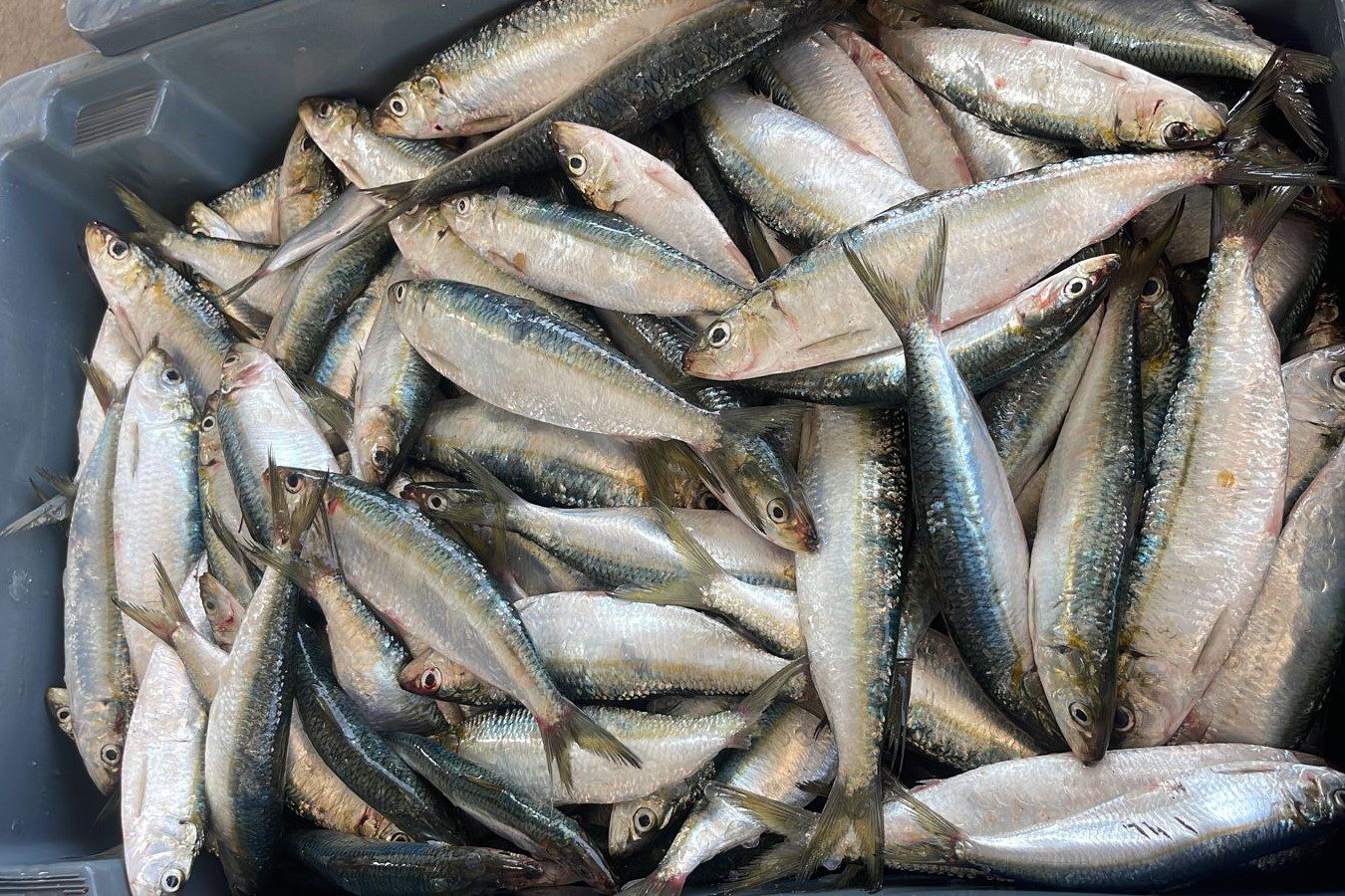 Confira a programação do 12° Festival da Sardinha de Ilhabela no feriado de Corpus Christi. Gastronomia, música e diversão garantidas!