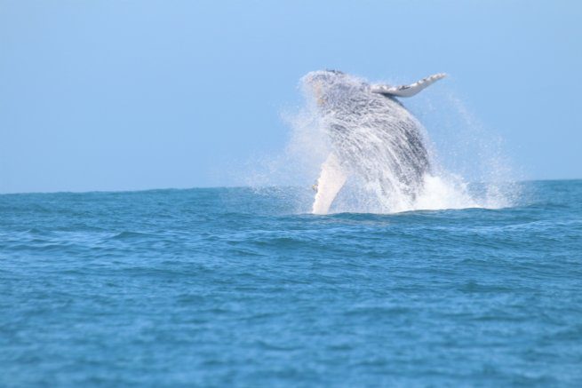 Turismo Náutico e Observação de Baleias são temas do CONEXIDADES em São Sebastião