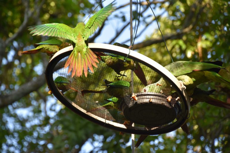 Como história de amor entre dois periquitos silvestres ajudou a salvar mais de mil aves nativas em Ilhabela