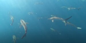 Pesquisadores e mergulhadores encontram cardume raro de tubarões no Arquipélago de Alcatrazes