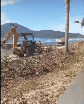 Remoção drástica do jundu em Ubatuba gera polêmica e críticas da população
