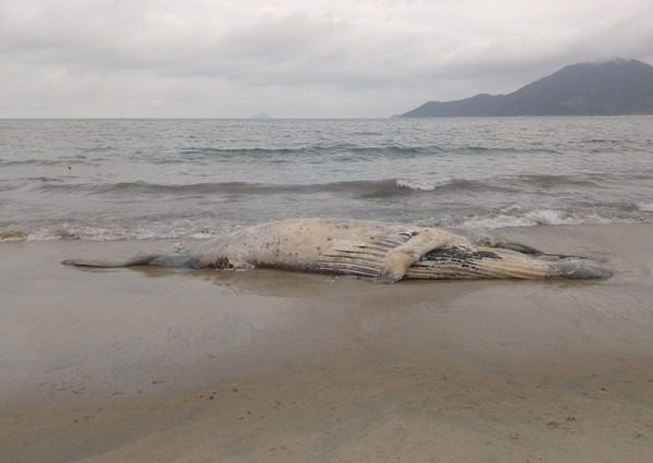 Quatro baleias jubarte encontradas mortas no litoral norte de São Paulo. Especialistas investigam as causas dessa tragédia ambiental.