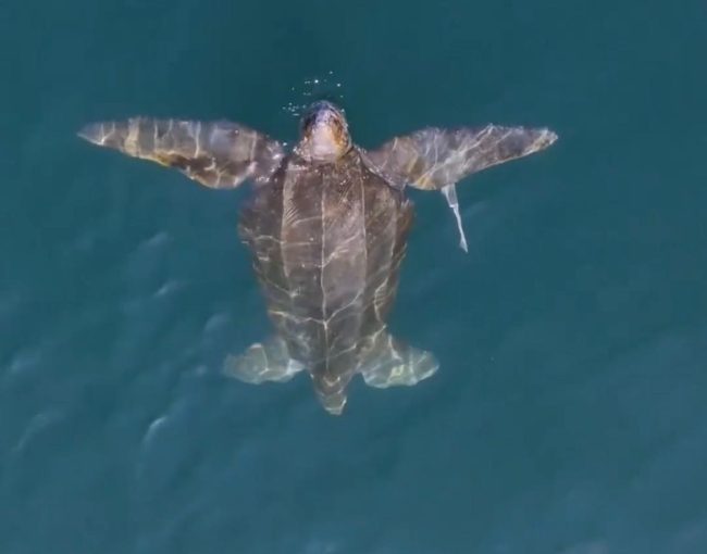 Gigante dos Mares: A Maior Tartaruga do Mundo é Avistada em Ilhabela, SP