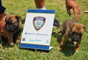 Polícia Municipal de São Sebastião Recebe Filhotes de Pastor-belga Malinois para Fortalecer Canil