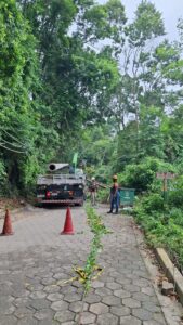 Quedas de árvores na Estrada de Castelhanos causam interrupção de energia. Equipes atuam para restabelecer a via e fornecimento em Ilhabela.