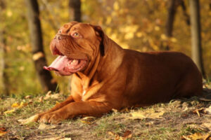 O dogue de bordeaux é uma das raças mais antigas da França e tem uma história marcada por coragem, lealdade e resistência. Seg