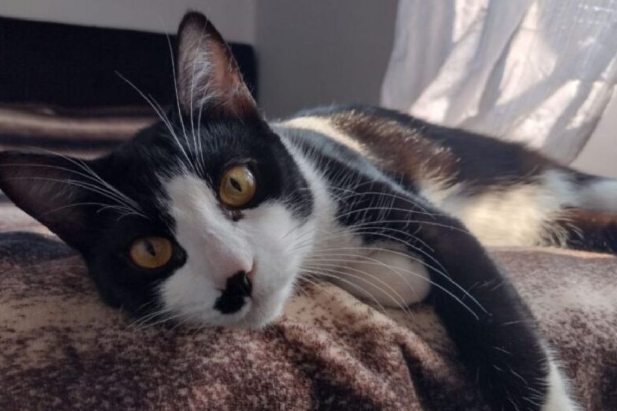 Como diz o ditado popular: “O bom filho a casa torna”. Um gatinho chamado Romeu conseguiu voltar para casa há três semanas graças à microchipagem em Blumenau. O
