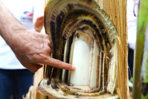 Caraguatatuba orienta produtores sobre prevenção da doença fusariose na bananicultura