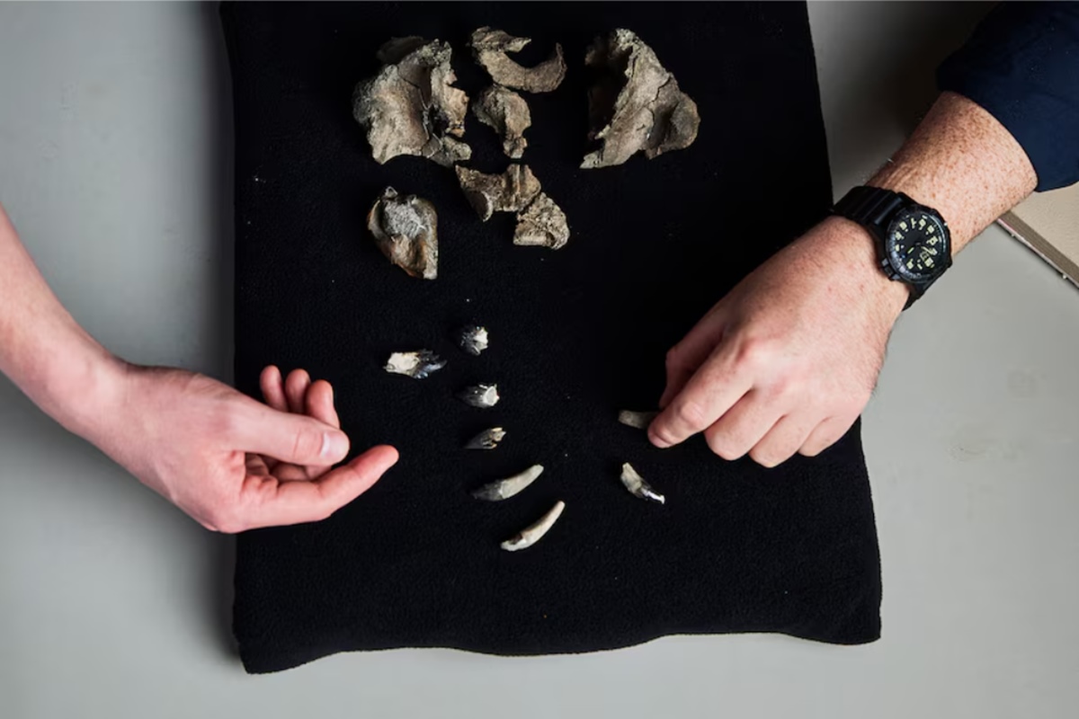 Cientistas do Instituto de Pesquisa do Museu Victoria, na Austrália, descobriram uma nova espécie de baleia que circulava pelos mares há 26 milhões de anos. O f