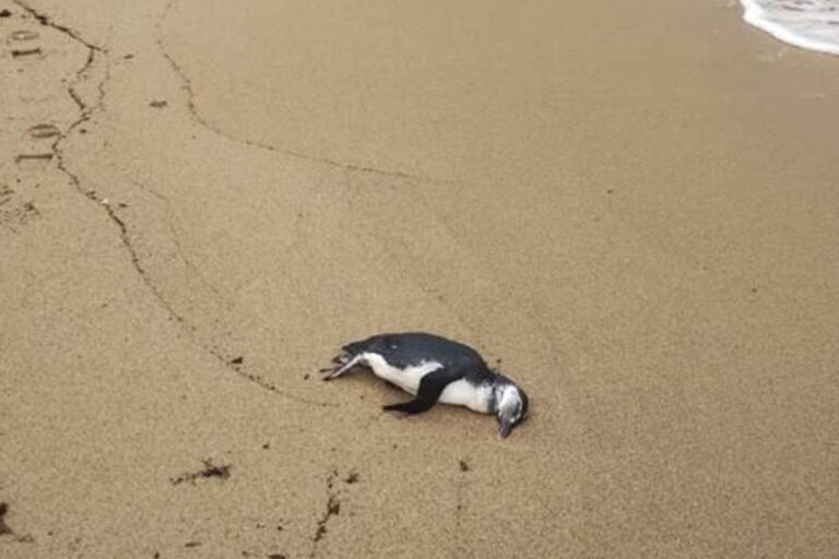 Temporada de pinguins: mais de 700 são achados mortos no litoral de SP