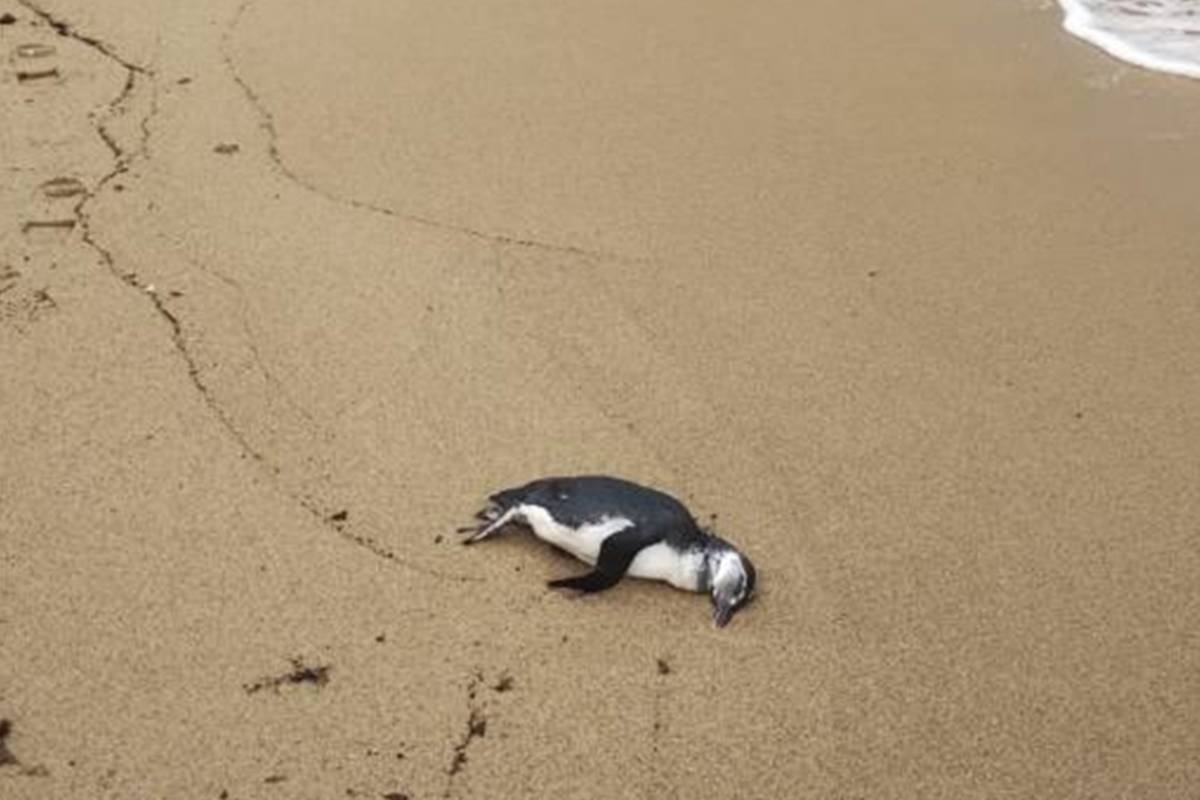 Temporada de pinguins: mais de 700 são achados mortos no litoral de SP